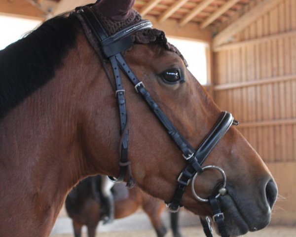 horse Samira (Oldenburg, 2008, from San Amour I)
