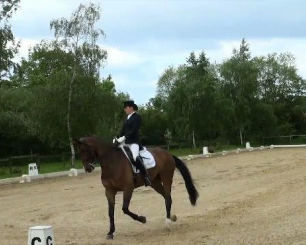 dressage horse Dadiva 4 (Oldenburg, 2005, from Diamond Hit)