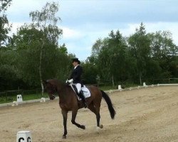 Dressurpferd Dadiva 4 (Oldenburger, 2005, von Diamond Hit)
