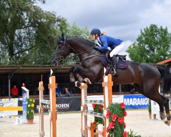 jumper Coleen 29 (Bavarian, 2011, from Chacco Chacco)