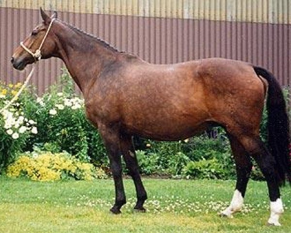 broodmare Anka (Hanoverian, 1976, from Absatz)