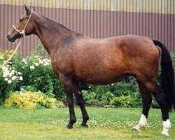broodmare Anka (Hanoverian, 1976, from Absatz)