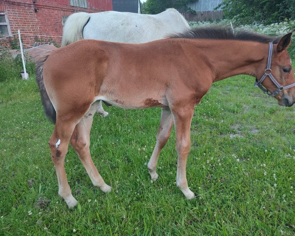 broodmare Prisma (Holsteiner, 2022, from Baggio 17)