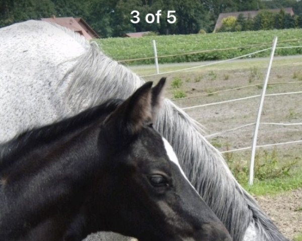broodmare Inézta Weissena (Hanoverian, 2022, from Ivanhoe)