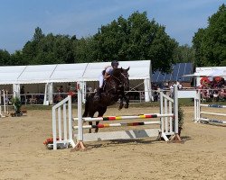 jumper Beauty Queen G (Oldenburg show jumper, 2014, from Balou du Rouet)