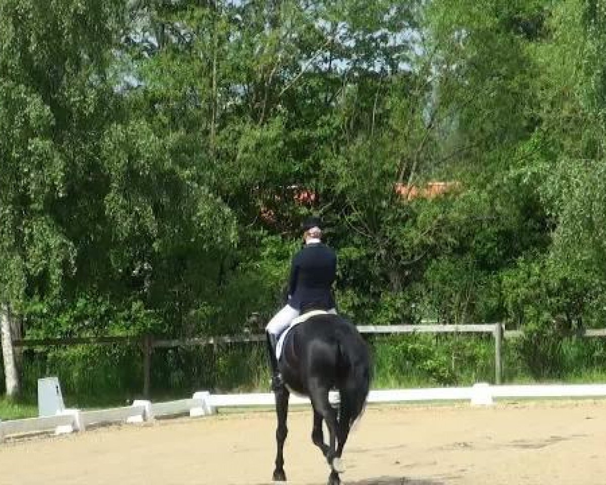 dressage horse Danny Bo (Oldenburg, 2002, from Del Piero)