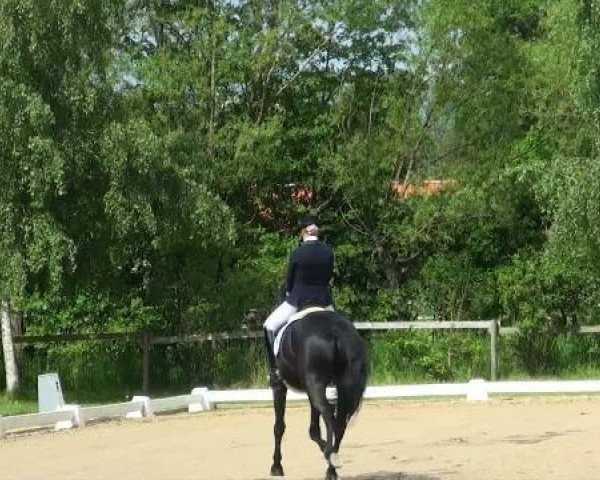 dressage horse Danny Bo (Oldenburg, 2002, from Del Piero)