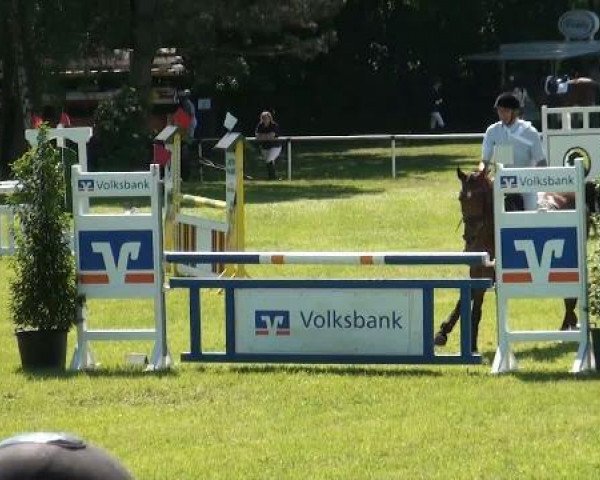 jumper Con Land (Oldenburg show jumper, 2006, from Con Air)
