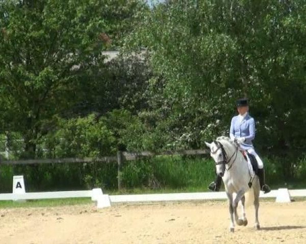 broodmare Haya WE (German Riding Pony, 2004, from Halifax)