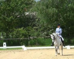 broodmare Haya WE (German Riding Pony, 2004, from Halifax)