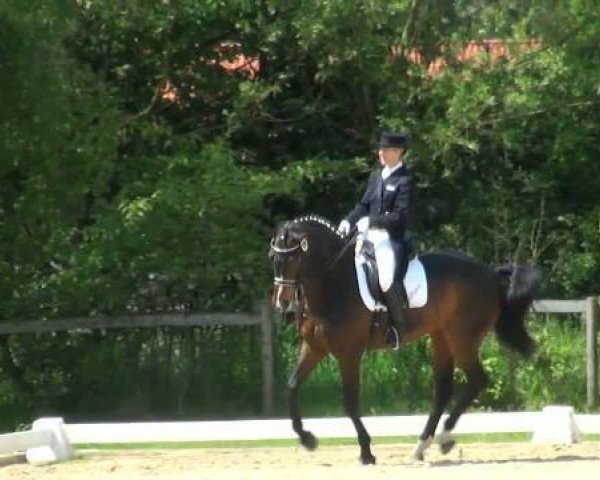 Dressurpferd Sandrigo 3 (Westfale, 2002, von Sunny-Boy)