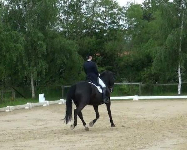 dressage horse Dick Brave 3 (Westphalian, 2006, from Del Cento)