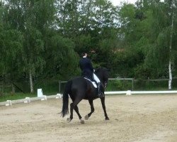 Dressurpferd Dick Brave 3 (Westfale, 2006, von Del Cento)