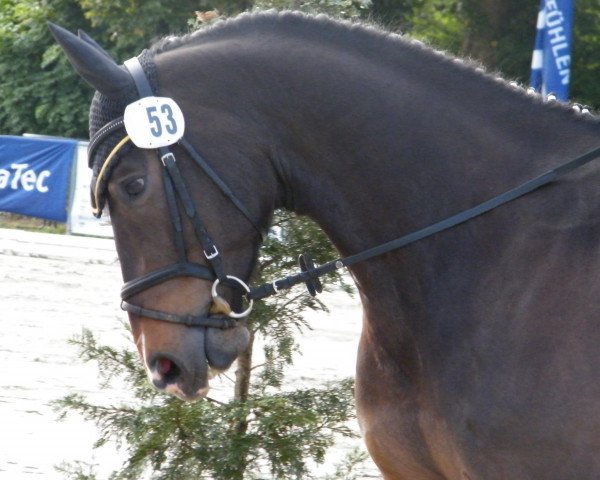 dressage horse Cadeau Conocido (Westphalian, 2006, from Christiano)