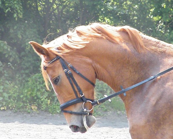 dressage horse Breeze Cordiale (Westphalian, 2009, from Basic)