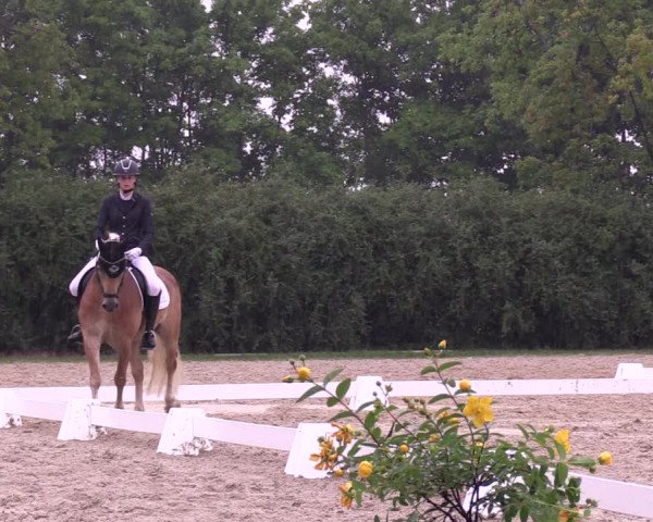 Reitturnier Baschütz bei Bautzen 2022