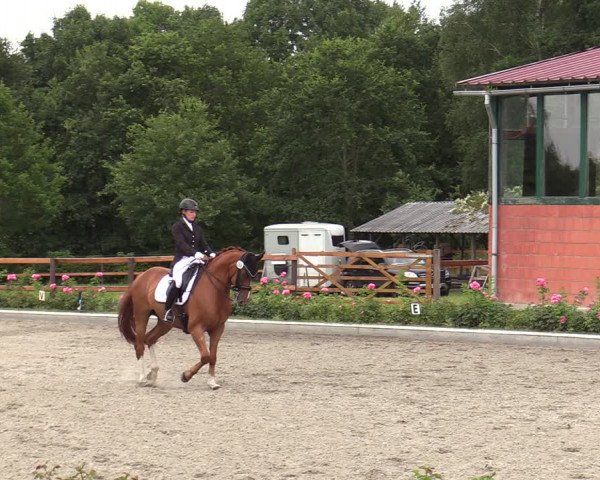 Reitturnier Schwanewede  2022