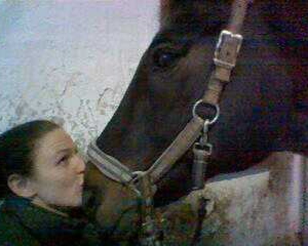 jumper Cypress Hill (Hessian Warmblood, 1996, from Calypso IV)