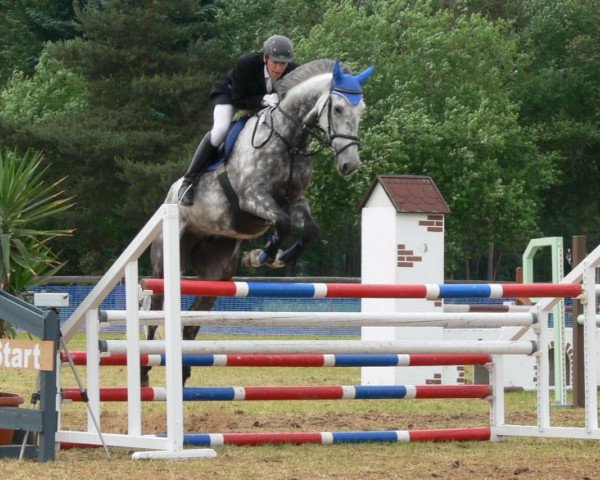 Springpferd Garry (Irish Sport Horse, 2004, von Rock Chanteur xx) Springpferd Garry (Irish Sport Horse, 2004, von Rock Chanteur xx)