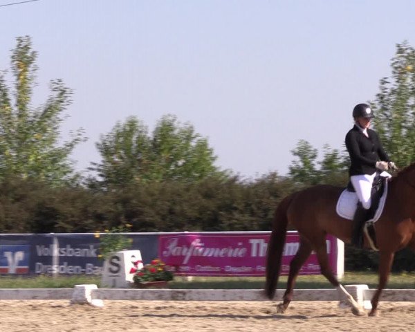 Reitturnier Baschütz bei Bautzen 2022