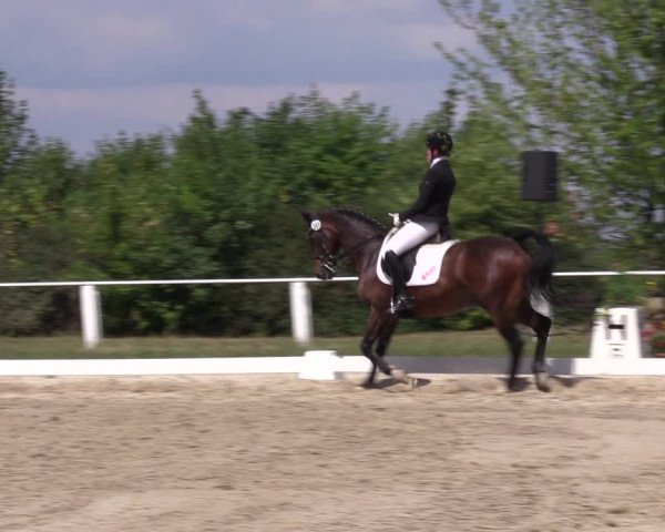 Reitturnier Baschütz bei Bautzen 2022