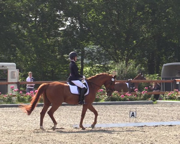 Reitturnier Schwanewede  2022