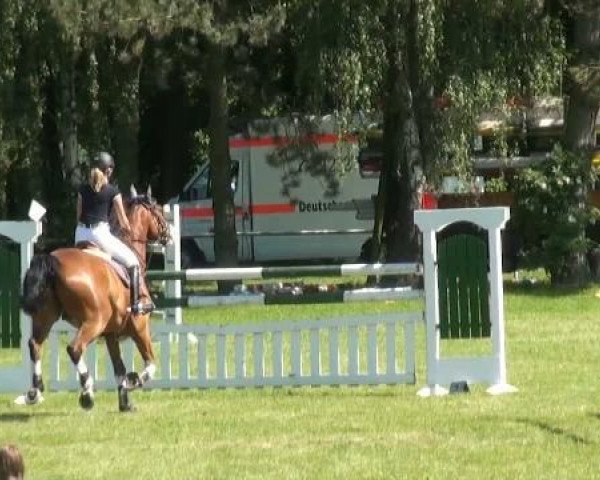 Springpferd Arlon Killy Pj (KWPN (Niederländisches Warmblut), 2005, von Hemmingway)