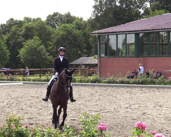 Reitturnier Schwanewede  2022