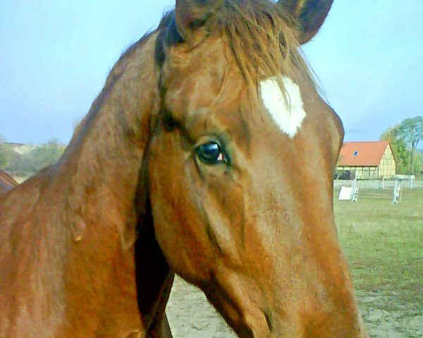 Springpferd Gin Alme (Deutsches Sportpferd, 2006, von Glenn Alme)