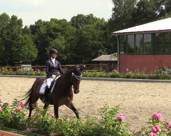 Reitturnier Schwanewede 2022