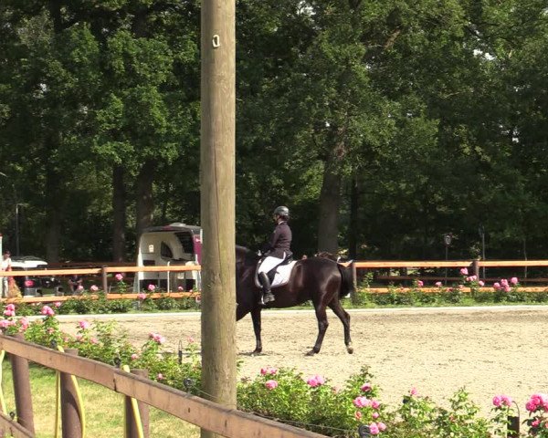 Reitturnier Schwanewede  2022