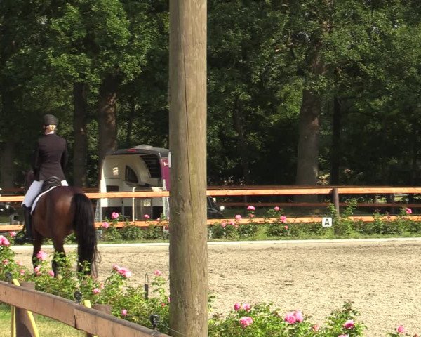 Reitturnier Schwanewede 2022