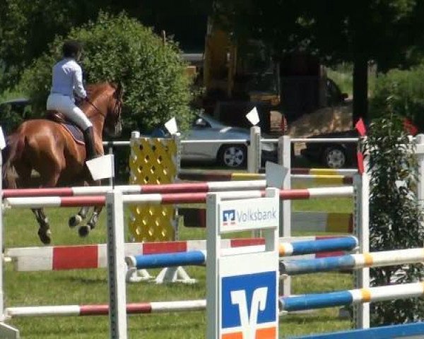 Springpferd Karamell (Ungarisches Warmblut, 2005, von Kalimeris d'Ariel)