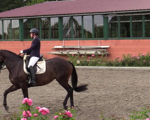 Reitturnier Schwanewede 2022