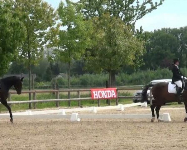 broodmare Isabeau WU (Westphalian, 2007, from Insterburg TSF)