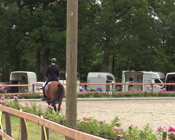 Reitturnier Schwanewede 2022