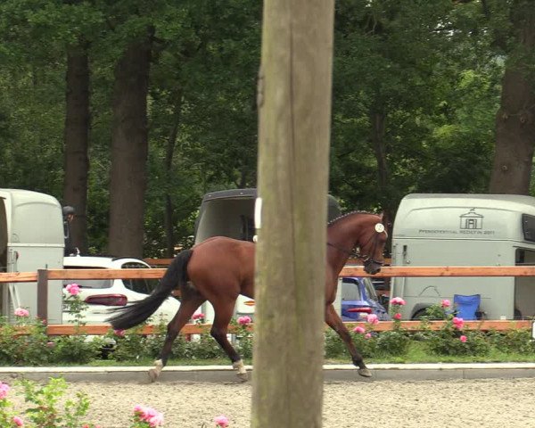 Reitturnier Schwanewede  2022