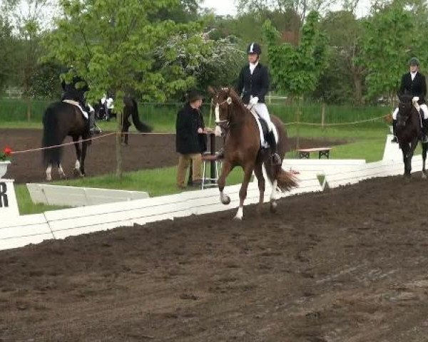 dressage horse Fideralala (Hanoverian, 2008, from Fidertanz)