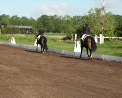 dressage horse Ron-Dennis (Westphalian, 2008, from Rock Forever NRW)