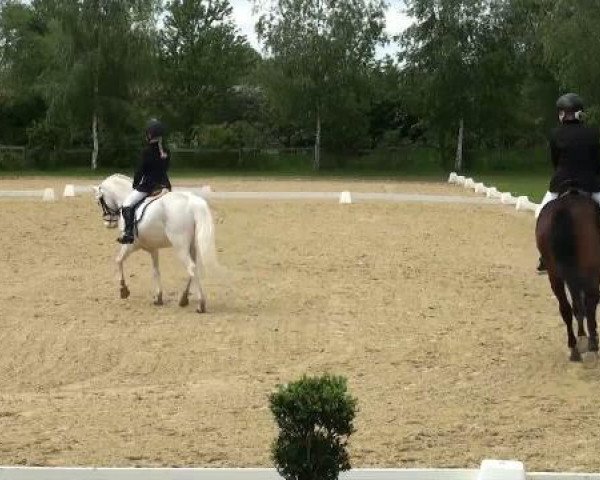 dressage horse Wonderful Boy 7 (German Riding Pony, 2004, from Walou)