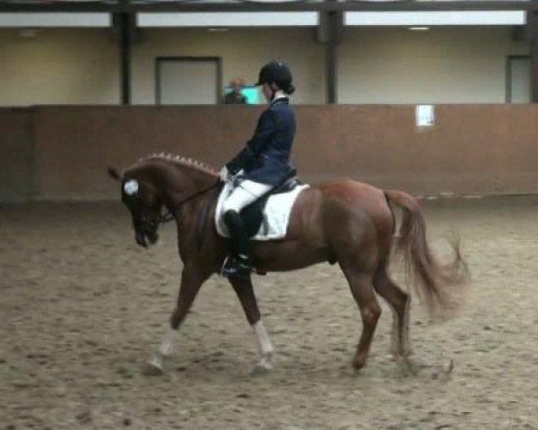 dressage horse Bonito 327 (German Riding Pony, 1998, from Big Boy I)
