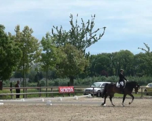 Dressurhest Womero 2 (Hanoveraner, 2006, fra Wolkenstein II) - Münster-Angelmodde Dressur und Springturnier 2012 18.05.2012
12 Dressurpferdeprüfung Kl. A  DA3/2
