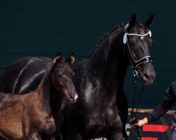 horse Cafe's Don Rubina (Oldenburg, 2022, from Cafe au lait 2)