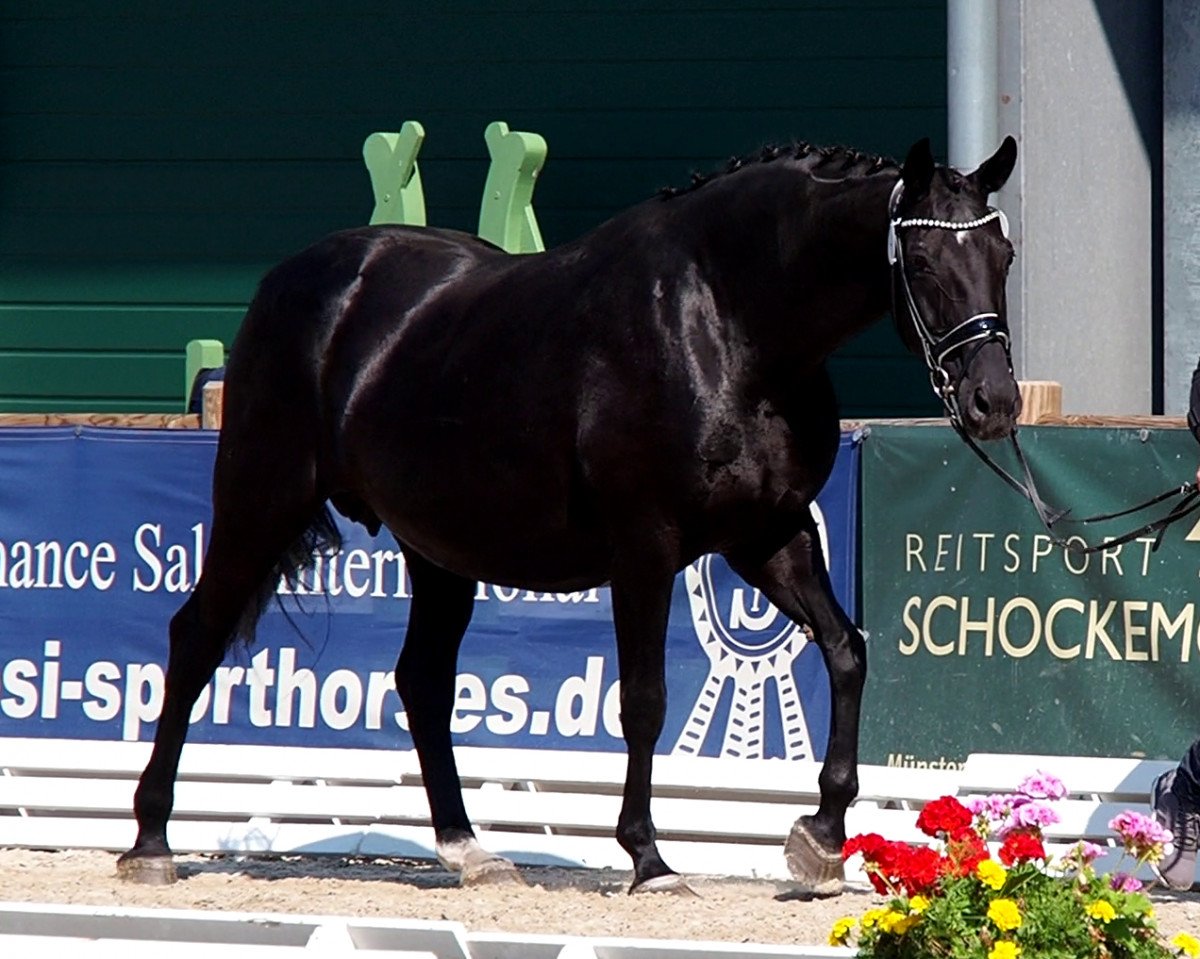 broodmare Arubin (Oldenburg, 2001, from Donnerhall)