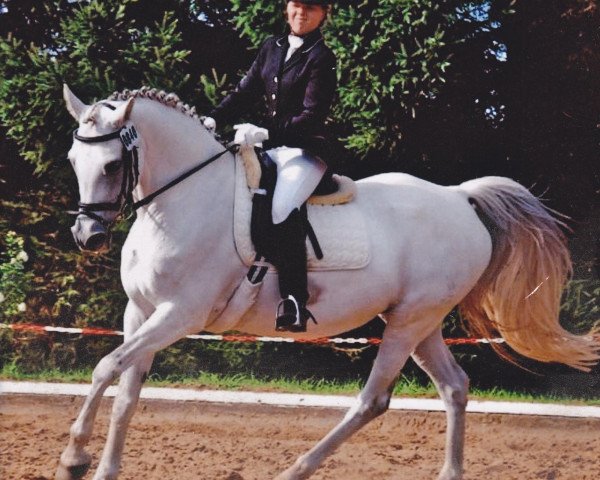 Zuchtstute Silvertop's Rice (Deutsches Reitpony, 1989, von Silvertop's Ricco)
