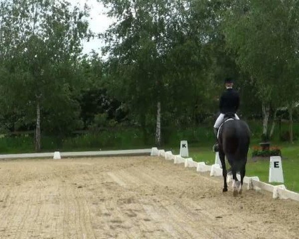 broodmare Perfect Ronneby (Hanoverian, 2005, from Rousseau)