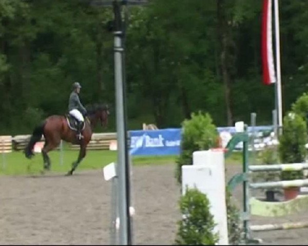 jumper Sodulius 2 (KWPN (Royal Dutch Sporthorse), 1998, from Sable Rose)