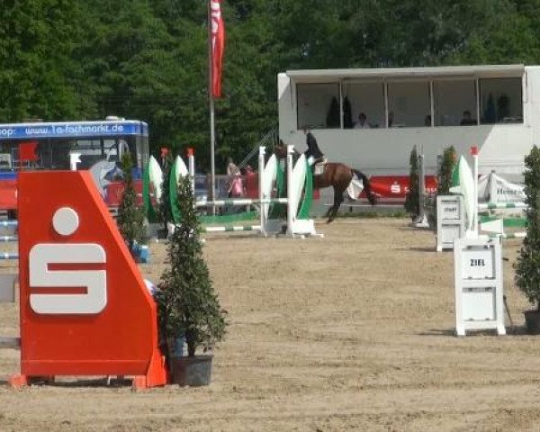 horse Pagat (Arabian purebred,  )