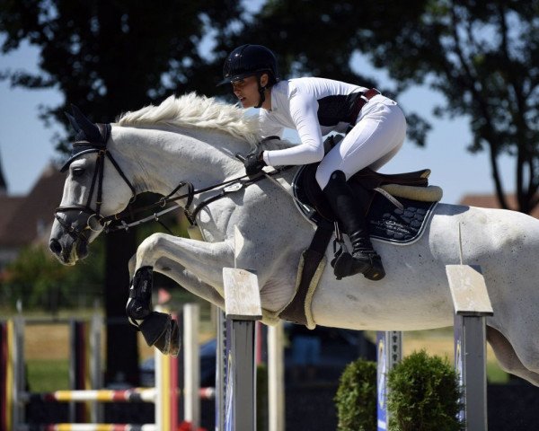 jumper Chestino (German Sport Horse, 2016, from Cellestial)