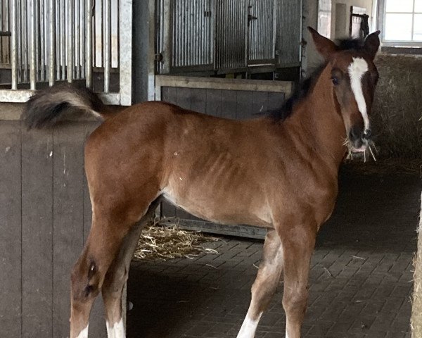 stallion Theo (Hanoverian, 2022, from Taloubet Z)